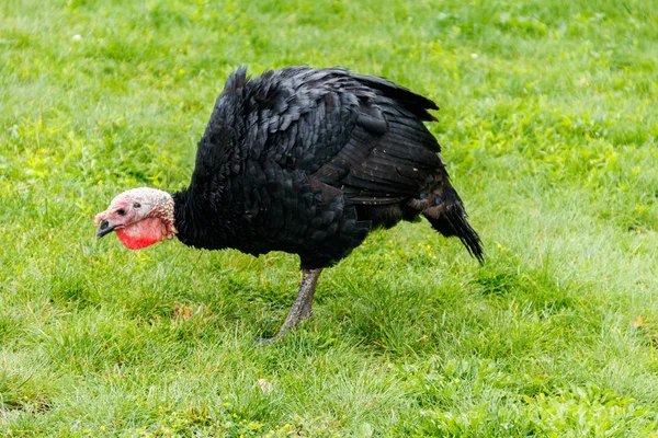 Pássaro de peru no pátio de aves na fazenda — Fotografia de Stock