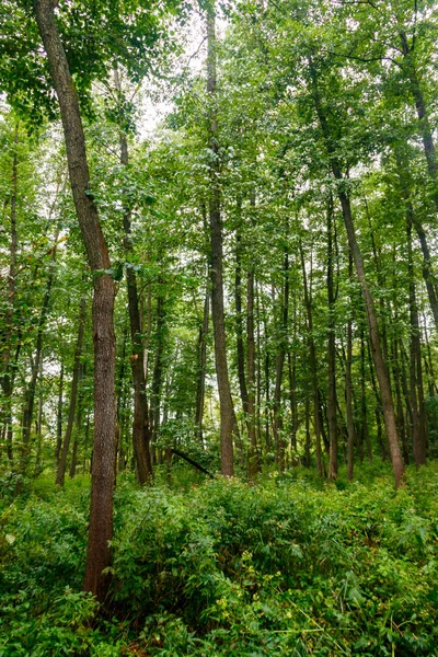 Vista de uma floresta verde no verão — Fotografia de Stock