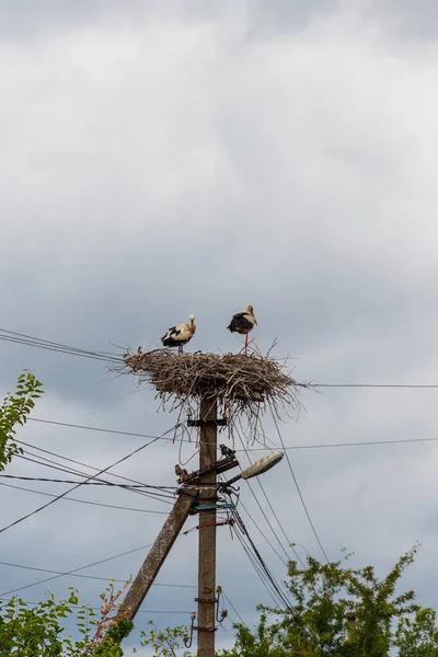 Paire de cigognes blanches (Ciconia ciconia) dans le nid sur le pôle — Photo