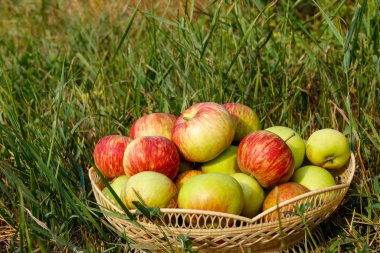 Yeşil çim sepette taze olgun elma