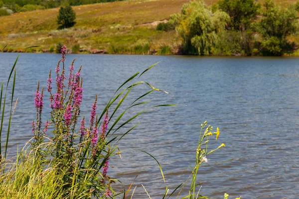 Фиолетовый лузестриф (Lythrum Salicaria) — стоковое фото