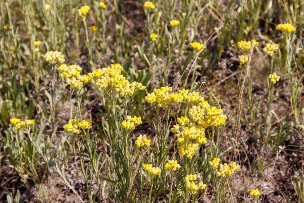 Helichrysum arenarium en el prado — Foto de Stock