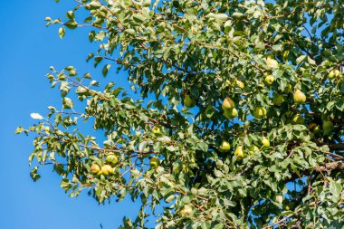 Meyve bahçesinde olgun meyve ile armut ağacı