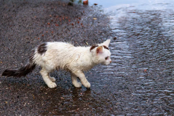 Wet homeless sad kitten on a street after a rain. Concept of protecting homeless animals — Stock Photo, Image