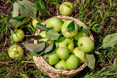 Yeşil çim sepette taze olgun elma