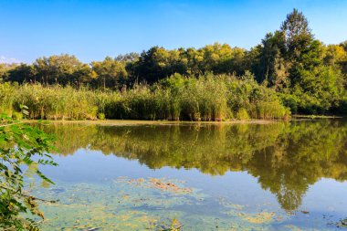 Güzel bir nehir, yeşil ağaçlar ve mavi gökyüzü olan yaz manzarası