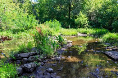 Yazın yeşil ormanda küçük bir nehir.