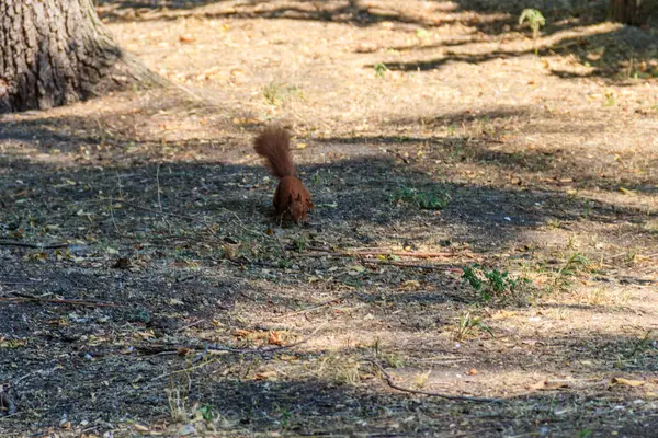 Veverka Červená Nebo Eurasijská Sciurus Vulgaris Parku — Stock fotografie