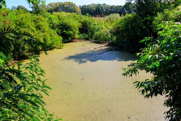 Swamp Overgrown Duckweed Green Forest — Stock Photo, Image