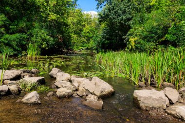 Yazın yeşil ormanda küçük bir nehir.