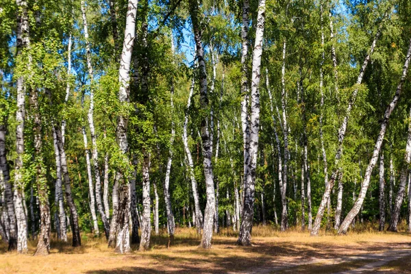 Krásné Březní Stromy Létě Břízu — Stock fotografie