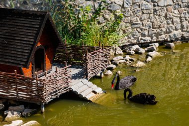 Şehir parkında gölde yüzen iki siyah kuğu.