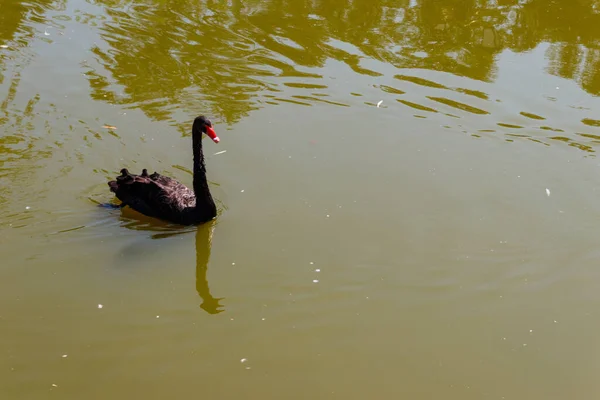 黑天鹅在湖面上游泳 — 图库照片