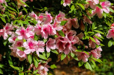 Bahçede güzel açan pembe rhododendron
