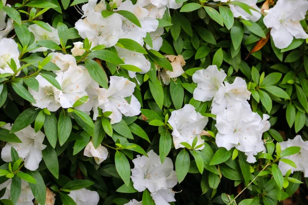 Beautiful Blooming White Rhododendron Garden — Stock Photo, Image