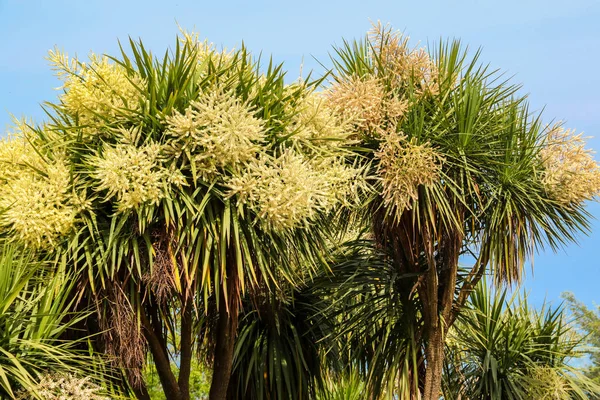 Blommande Cordyline Australis Träd Kål Kål Palm Parken — Stockfoto