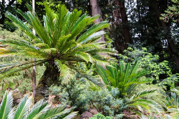 Cycas Revoluta Sago Palm King Sago Sago Kärlväxter Japanska Sago — Stockfoto