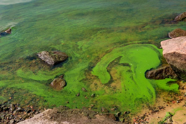 Ανθισμένα Πράσινα Νερά Ποταμός Μολυσμένος Πράσινα Φύκια — Φωτογραφία Αρχείου