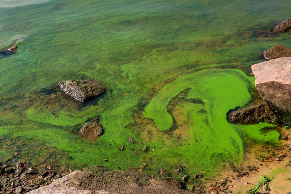 Bloeiend Groen Water Verontreinigde Rivier Met Groene Algen — Stockfoto