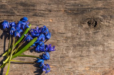 Kırsal ahşap arka planda mavi scilla çiçekleri. İlk bahar çiçekleri. Sevgililer Günü, Kadınlar Günü ve Anneler Günü için tebrik kartı. Üst görünüm, alanı kopyala