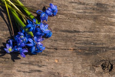 Kırsal ahşap arka planda mavi scilla çiçekleri. İlk bahar çiçekleri. Sevgililer Günü, Kadınlar Günü ve Anneler Günü için tebrik kartı. Üst görünüm, alanı kopyala