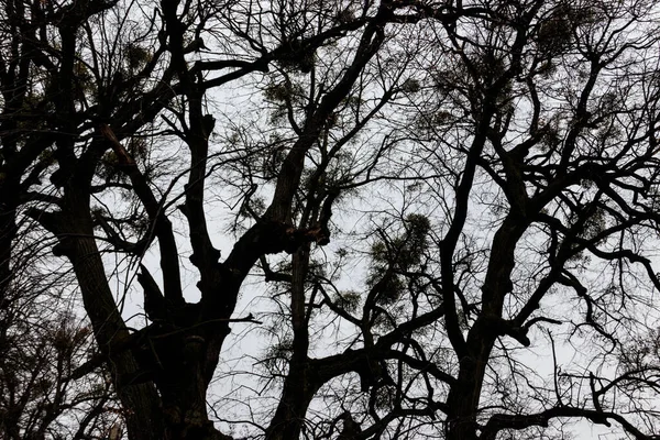 Holé Stromy Lese Špatného Oblačného Počasí — Stock fotografie