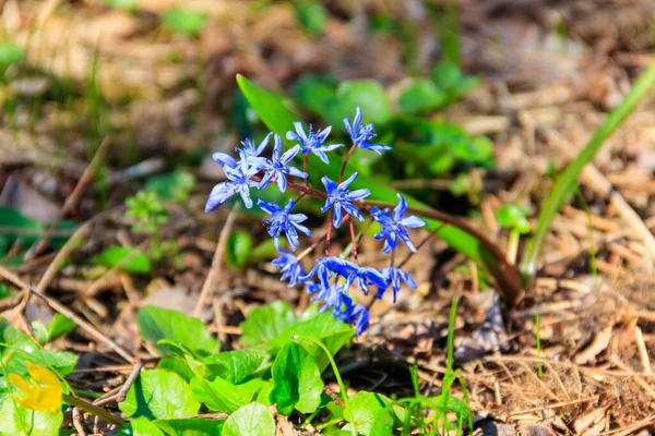 Fleur Bleue Scille Scilla Bifolia Squill Dans Forêt Printemps — Photo