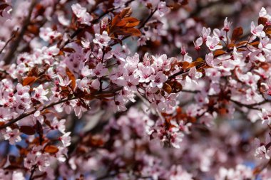 Pembe çiçek dalları bahar cennet elma ağacının Close-Up