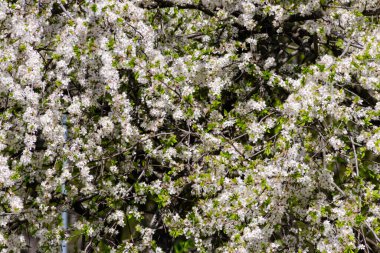 Çiçek açan kiraz ağacının ayrıntıları