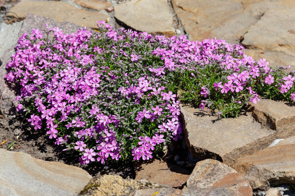 Ползучая флокс (Phlox subulata) или мох флокс на клумбе
