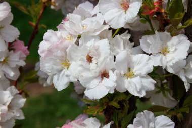 İlkbaharda kiraz ağacı çiçeği