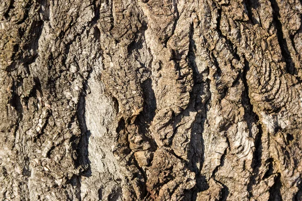 Textura Casca Árvore Fundo Madeira — Fotografia de Stock