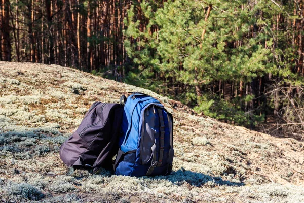 Dva Turistické Batohy Mýtině Borovicovém Lese Koncept Túry — Stock fotografie