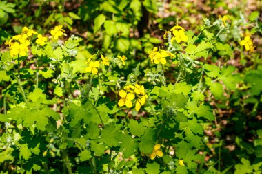 Ormanda sarı selandin çiçekleri. Chelidonium majus (yaygın olarak daha büyük celandin, meme otu, kırlangıç otu veya tetterwort olarak bilinir.)