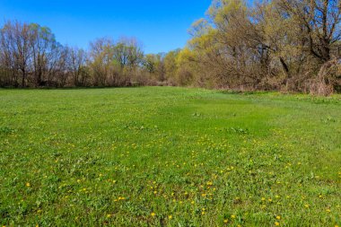 Yeşil çayır ve ağaçlarla kaplı ilkbahar manzarası