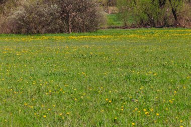 Baharda yeşil çayır sarı karahindiba ile kaplanır.