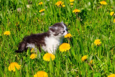Sarı karahindiba çiçekli küçük kedi yavrusu. Genç kedi yeşil çayırda