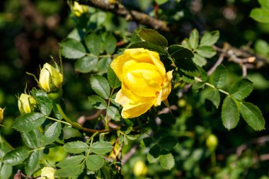 Bahçede sarı gül güzel bush