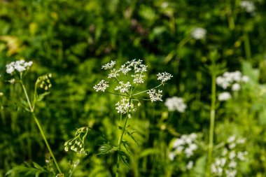 Su baldıranı (Conium maculatum) çiçekleri