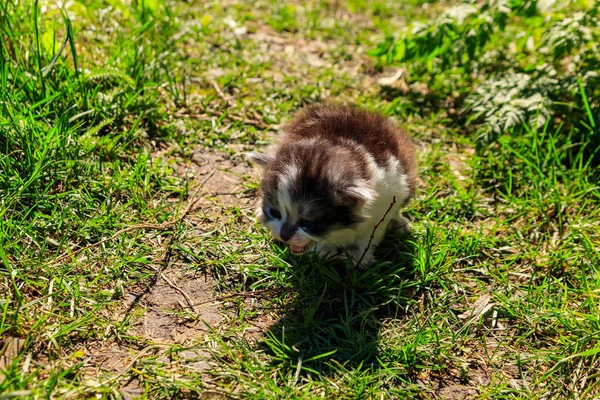 Small Kitten Green Grass — Stock Photo, Image