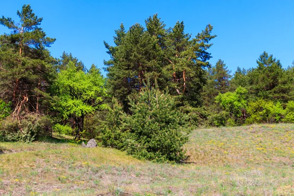 Uitzicht Een Dennenbos Zonnige Dag — Stockfoto