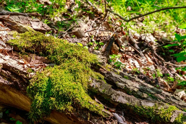 Grön Mossa Växer Fallna Träd Stam Skogen — Stockfoto