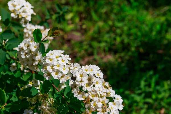 Arbusto Blanco Con Flores Spirea Aguta Corona Novias — Foto de Stock