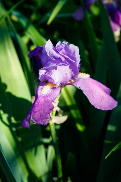 Hermosa Flor Iris Lecho Flores Jardín —  Fotos de Stock