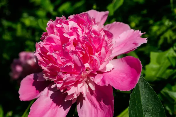 Peônia Rosa Jardim — Fotografia de Stock