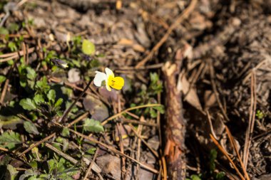 Saha menekşeleri (Viola arvensis), menekşelerin bir türüdür. İlkbaharda ormanda büyüyen güzel küçük çiçekler.