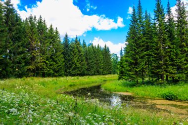 Yaz aylarında iğne yapraklı ormanda küçük bir nehir görünümü