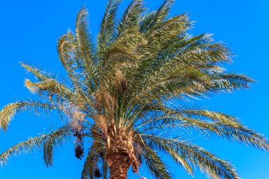 Mavi gökyüzü arka planında palmiye ağacı