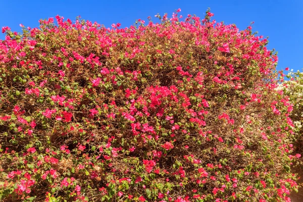 Schöne Blühende Bougainvillea Garten — Stockfoto