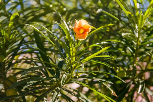Абрикосова Квітка Каскабели Олевія Жовтий Олеандр Щасливий Горіх — стокове фото